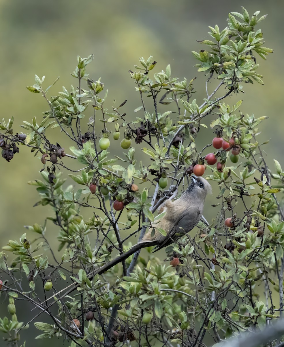 Speckled Mousebird - ML652493823