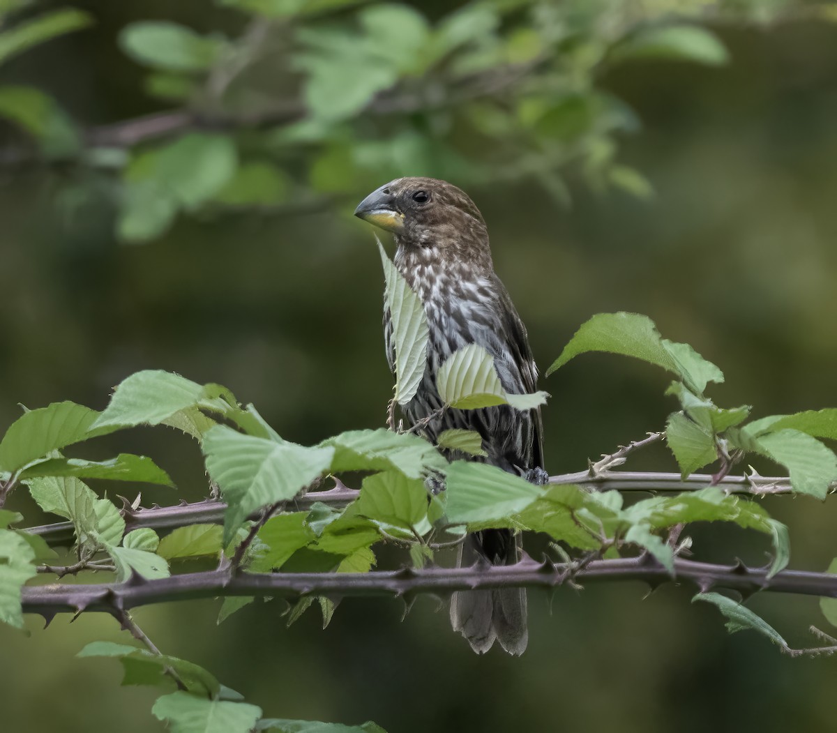 tykknebbvever - ML652493952