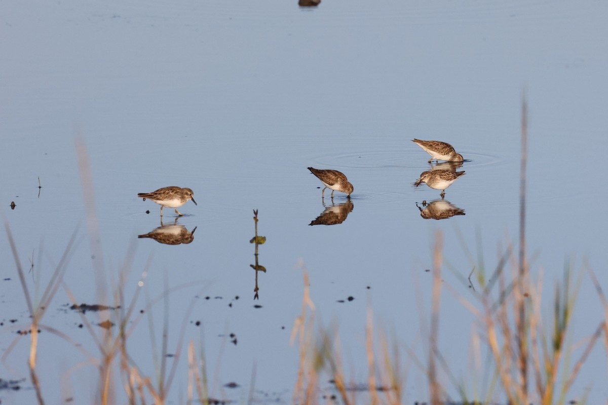 Побережник-крихітка - ML652494017