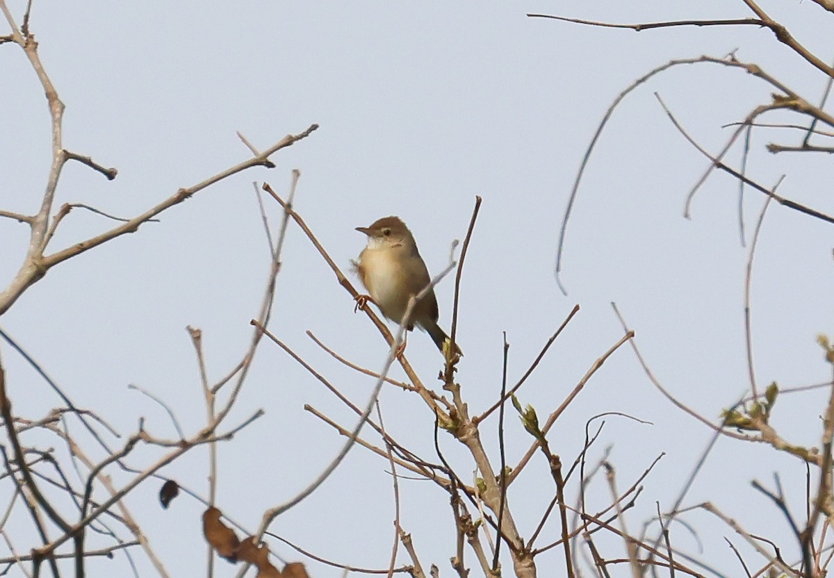 Siffling Cisticola - ML652494027