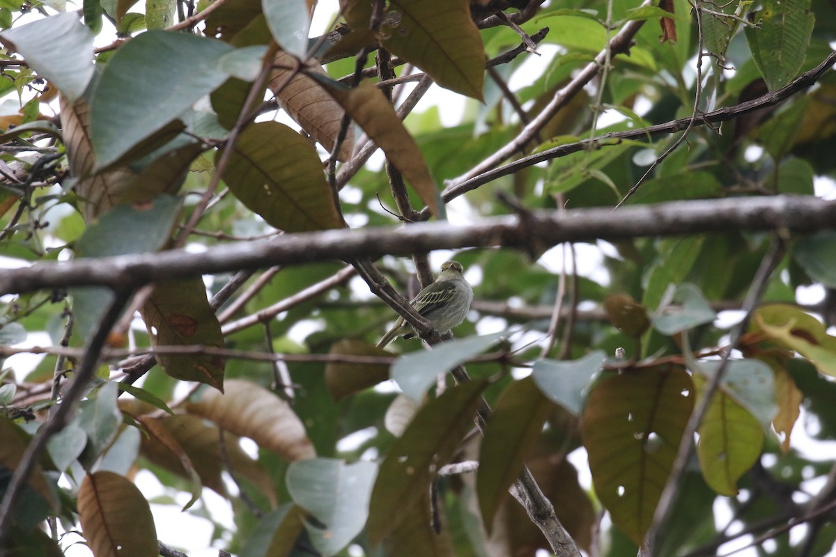 Golden-faced Tyrannulet - ML65249411