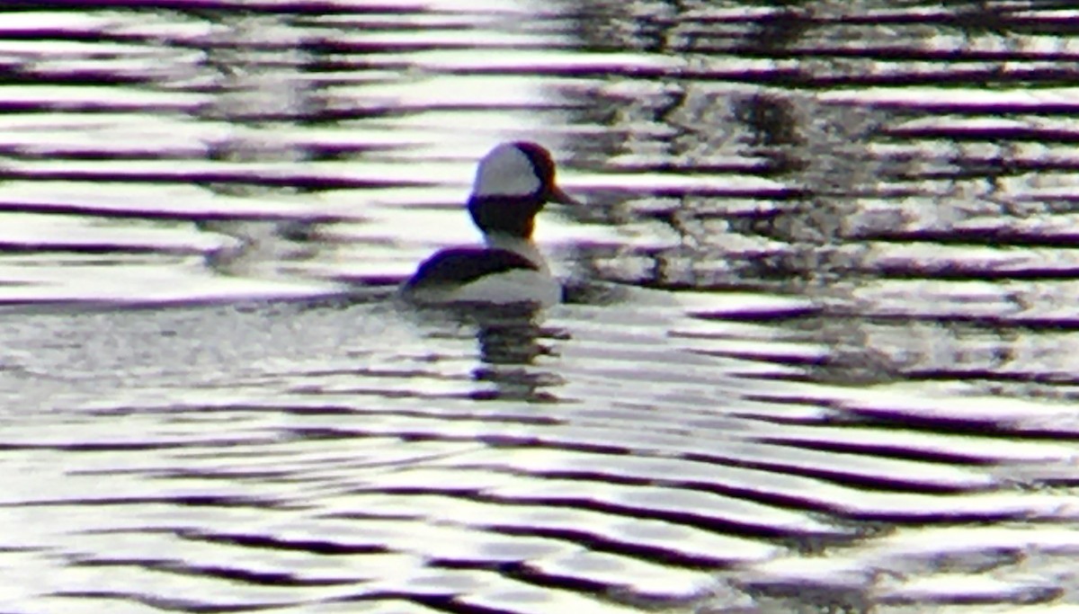 Büffelkopfente - ML652494186