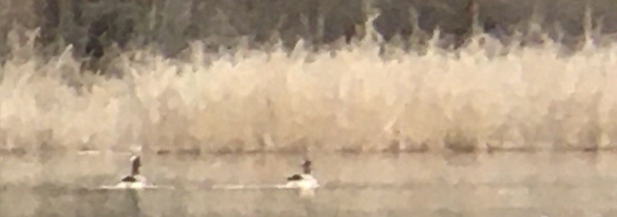 Kanadagans - ML652494195