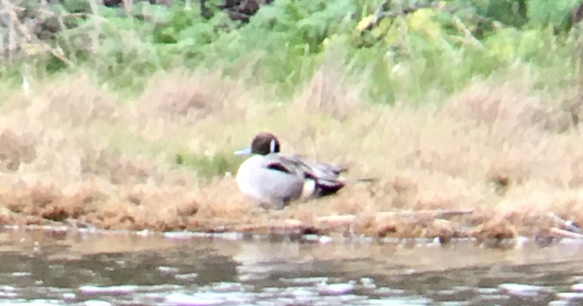 Spießente - ML652494370