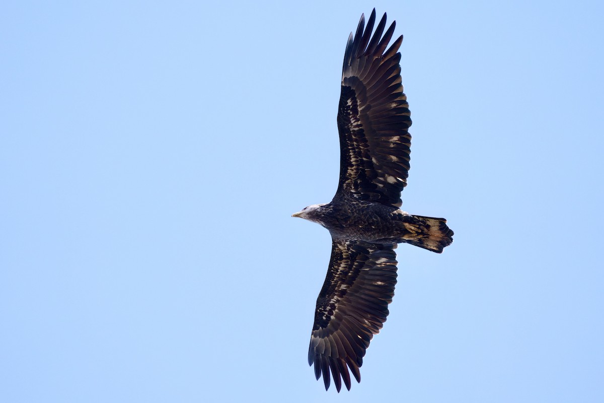 Bald Eagle - ML652494424
