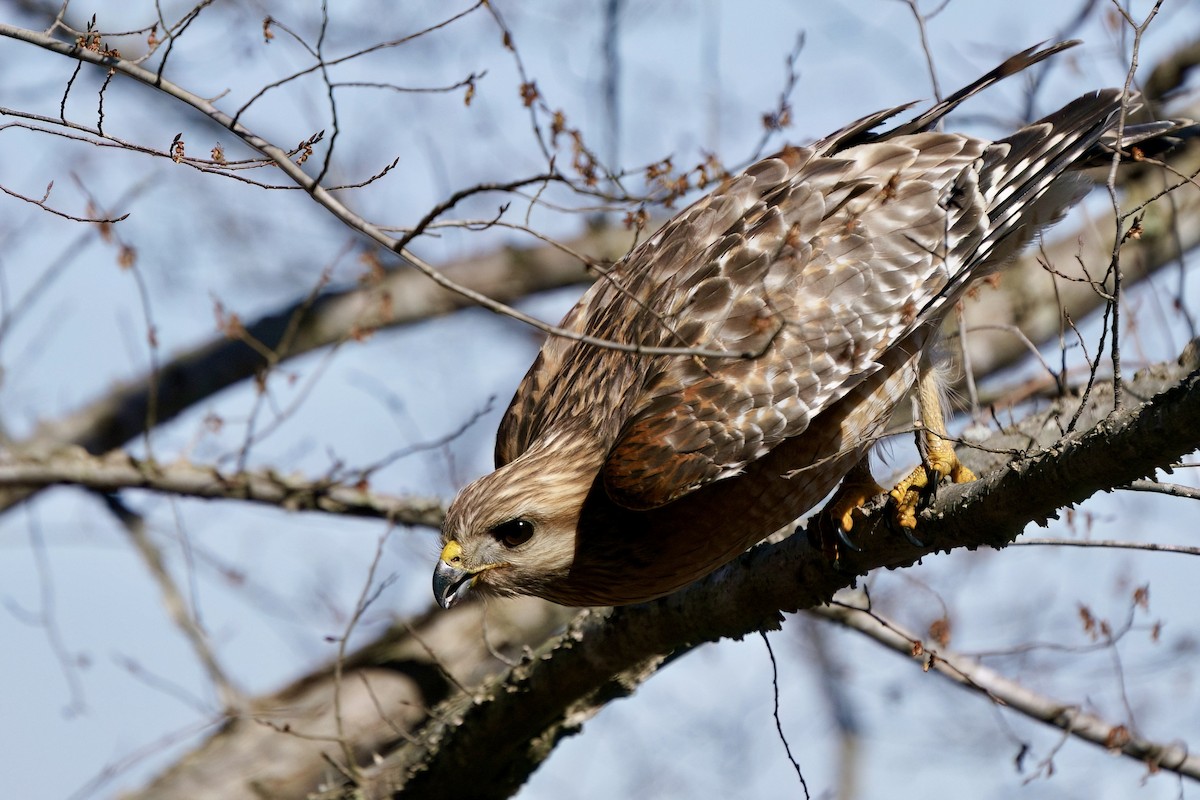 Red-shouldered Hawk - ML652494431
