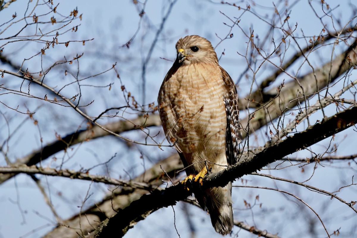 Red-shouldered Hawk - ML652494432