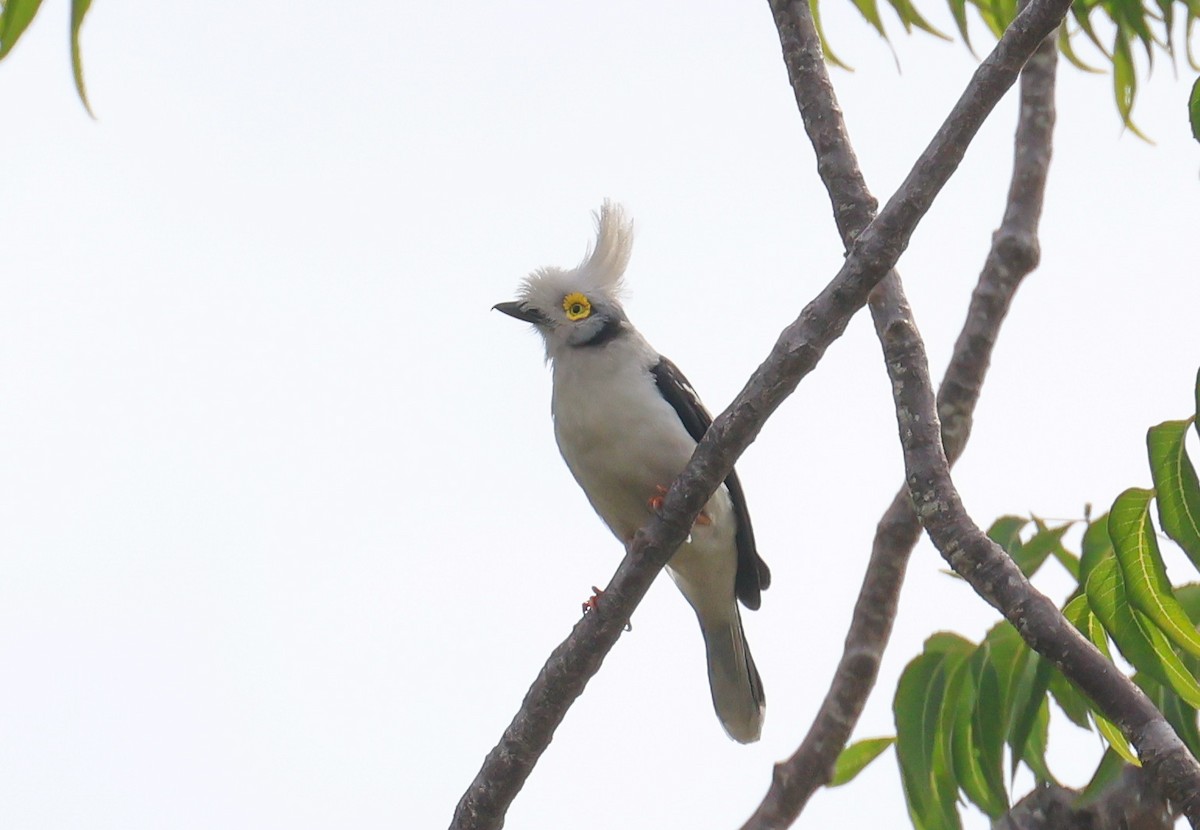 White-crested Helmetshrike (Long-crested) - ML652494446