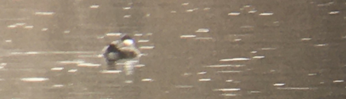 Schwarzkopf-Ruderente - ML652494449