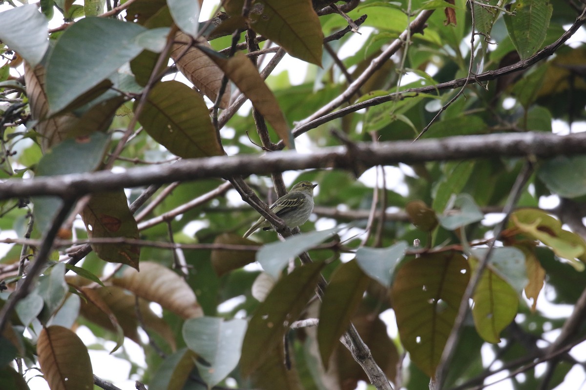 Golden-faced Tyrannulet - Fabrice Schmitt