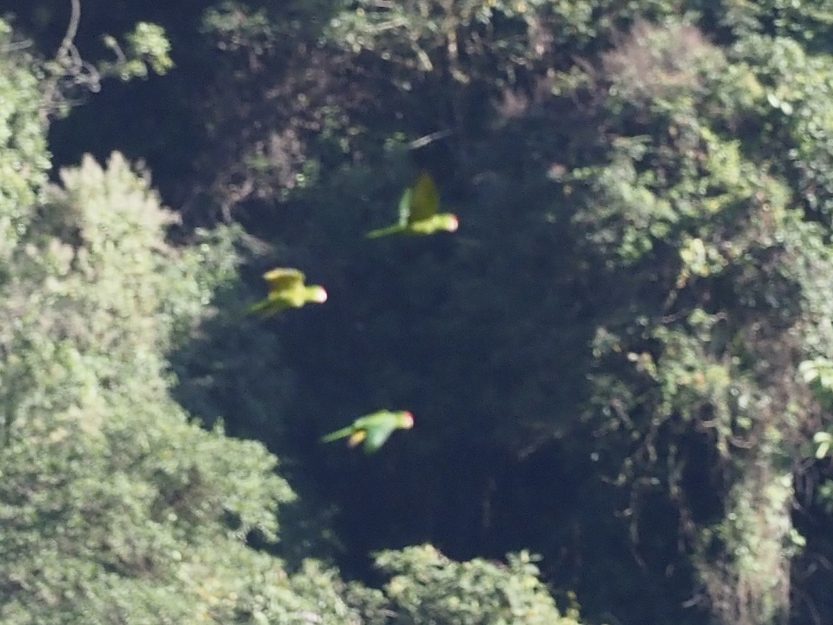 aratinga červenočelý - ML652494511