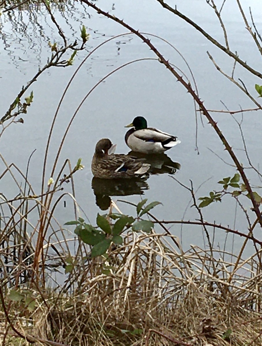 Stockente - ML652494644