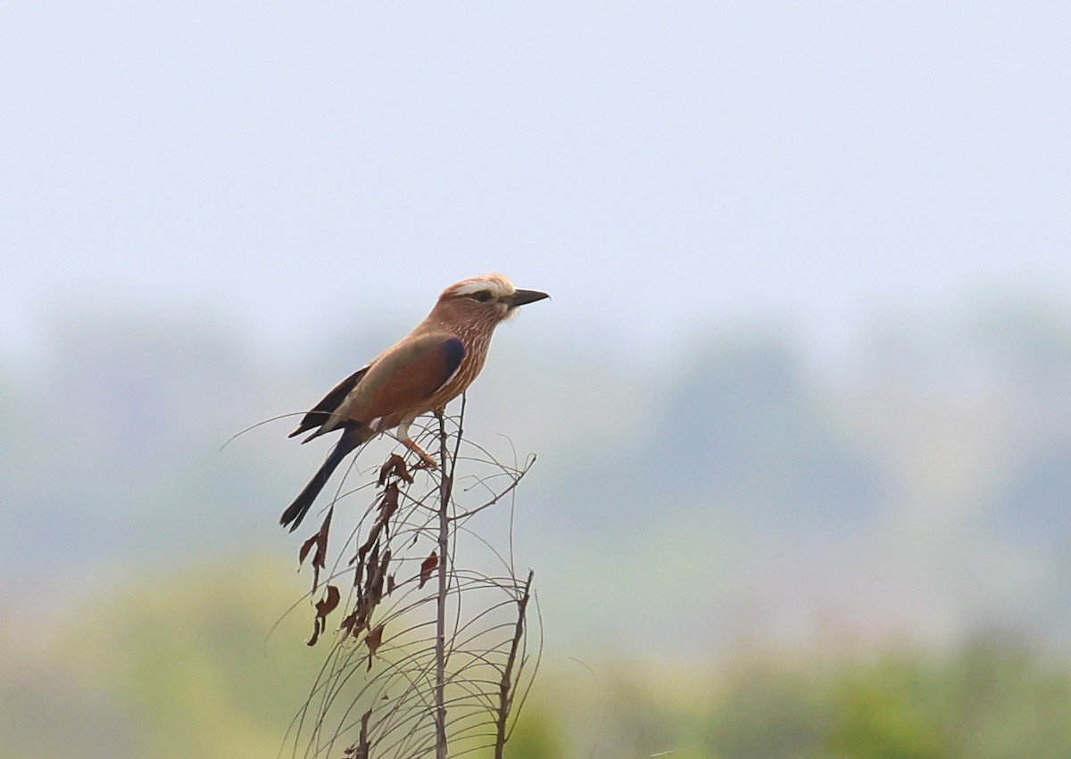 Purple Roller - ML652494714