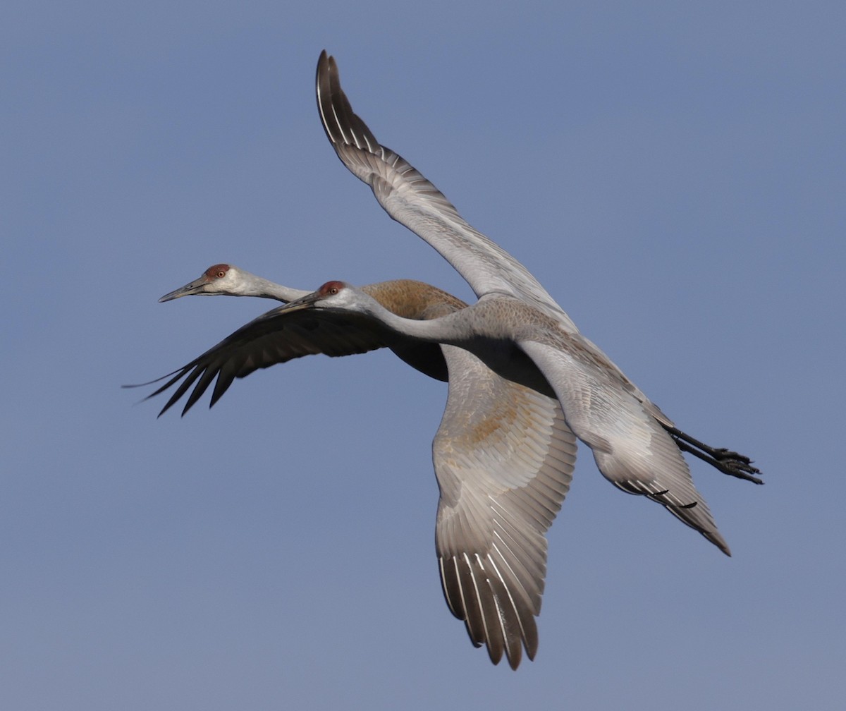 Kurrilo kanadarra - ML652494863