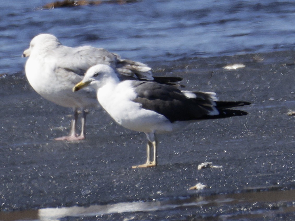 Kaio iluna - ML652494875