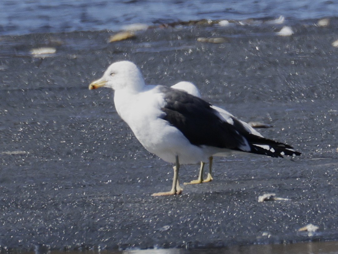 Kaio iluna - ML652494876