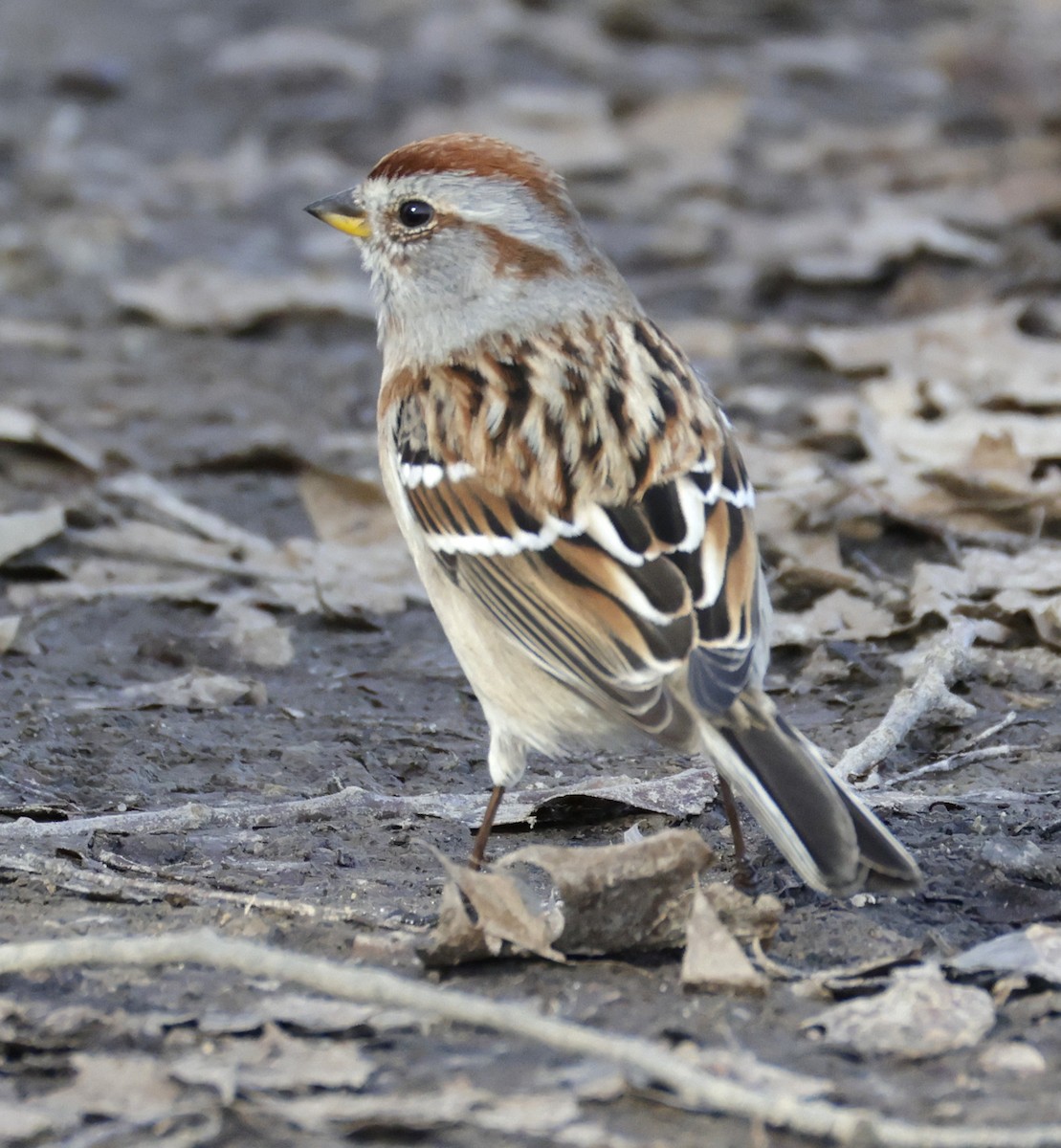 American Tree Sparrow - ML652494888