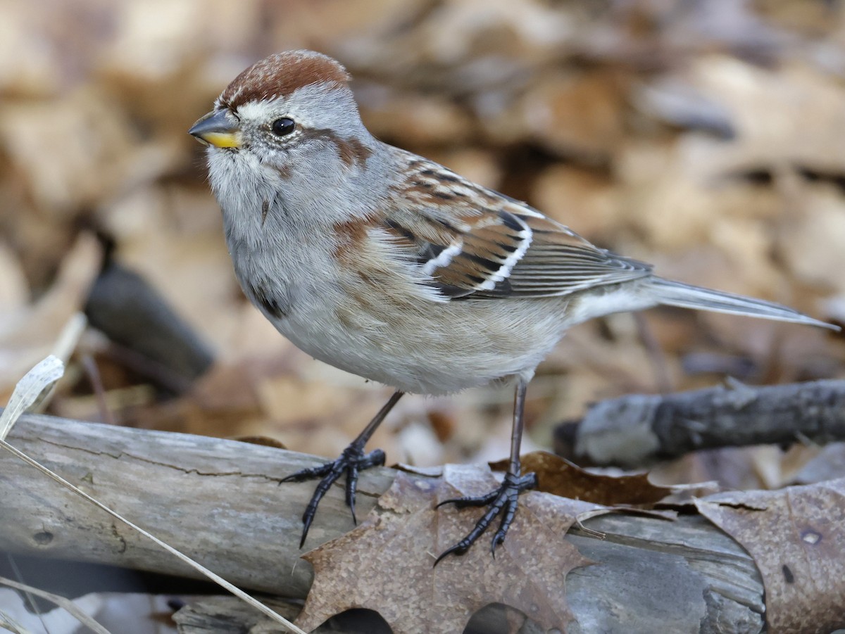 American Tree Sparrow - ML652494889
