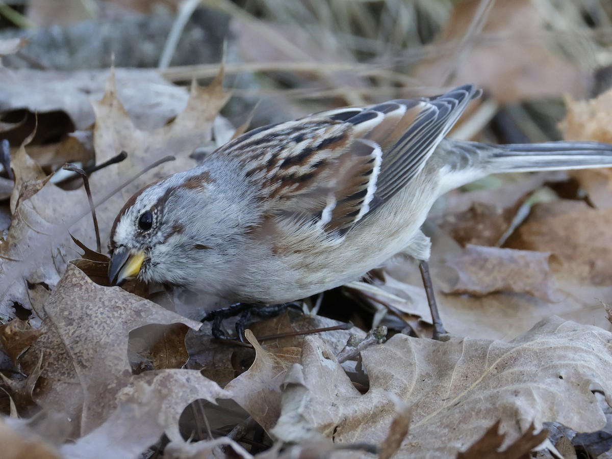 American Tree Sparrow - ML652494890