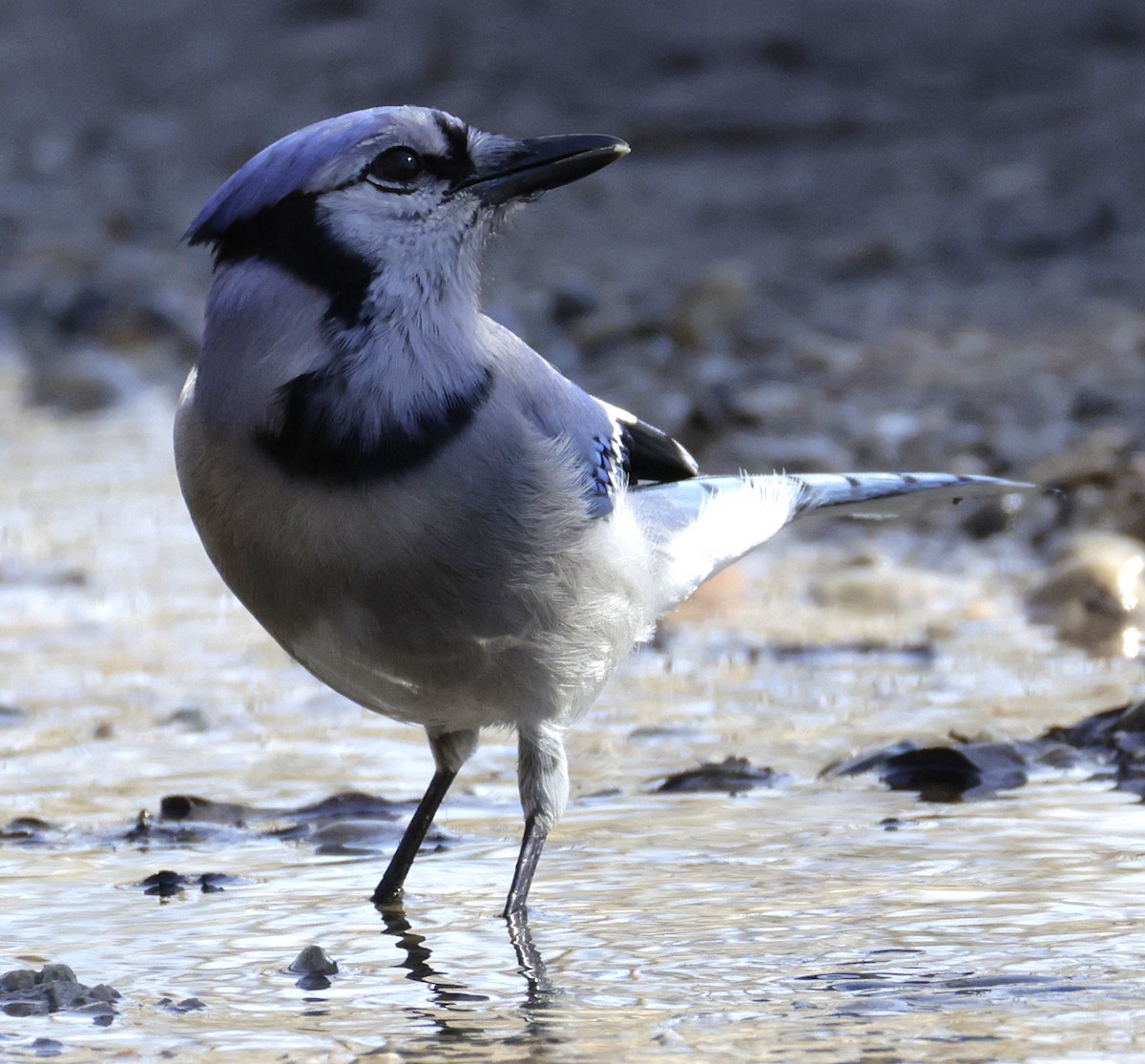 Blue Jay - ML652494918