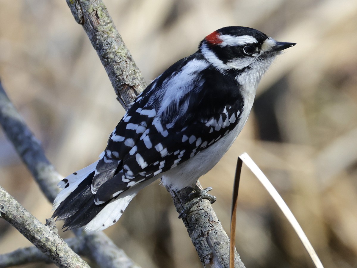 Downy Woodpecker - ML652494938
