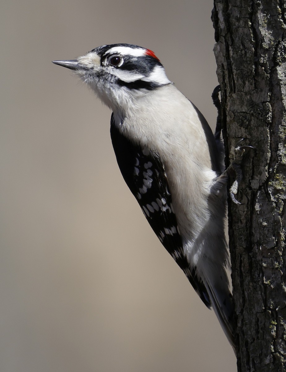 Downy Woodpecker - ML652494939