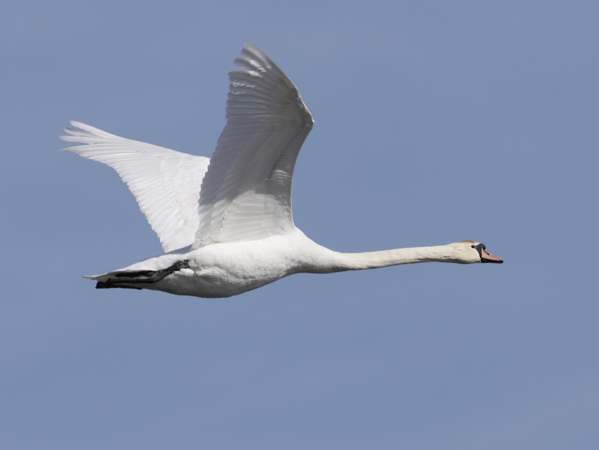 Beltxarga arrunta - ML652494962