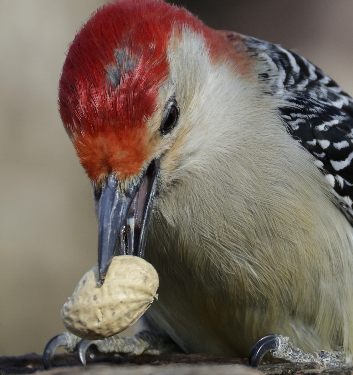 Red-bellied Woodpecker - ML652494984