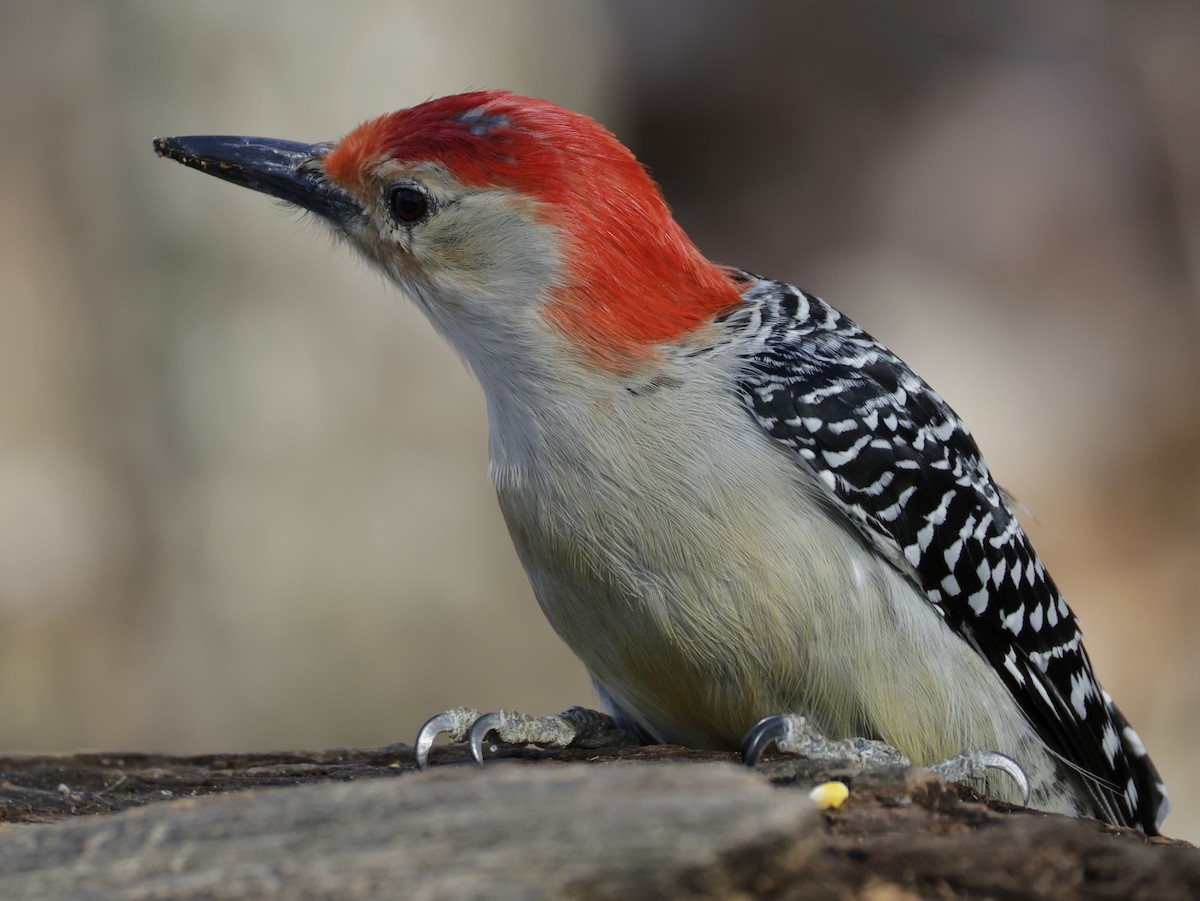 Red-bellied Woodpecker - ML652494985