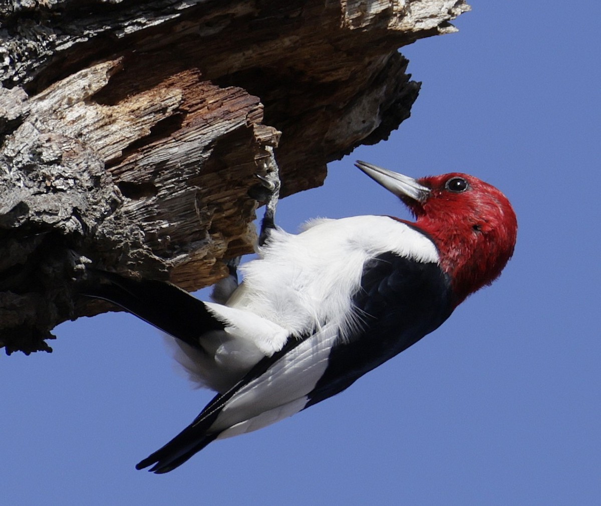 Red-headed Woodpecker - ML652495011