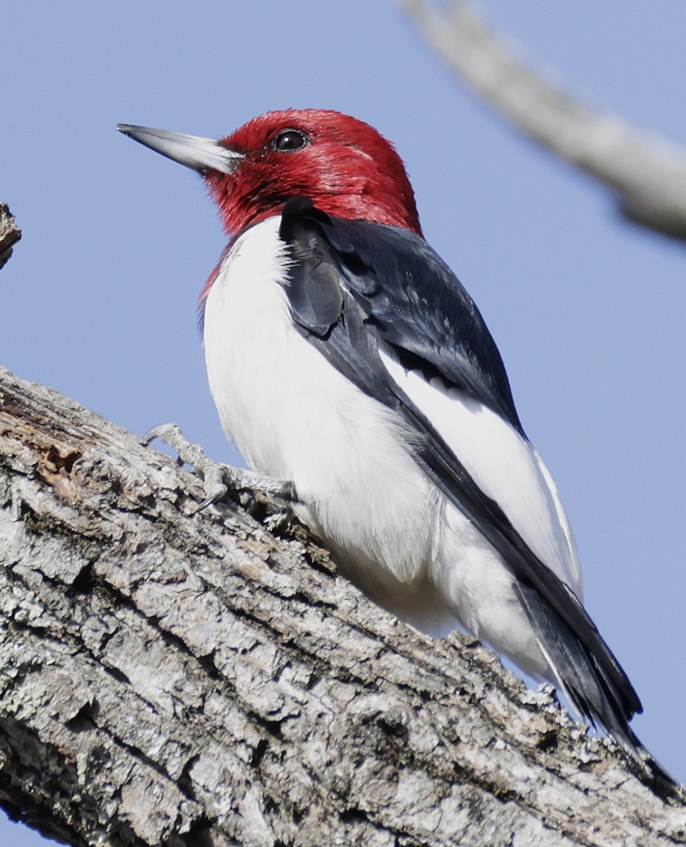Red-headed Woodpecker - ML652495012