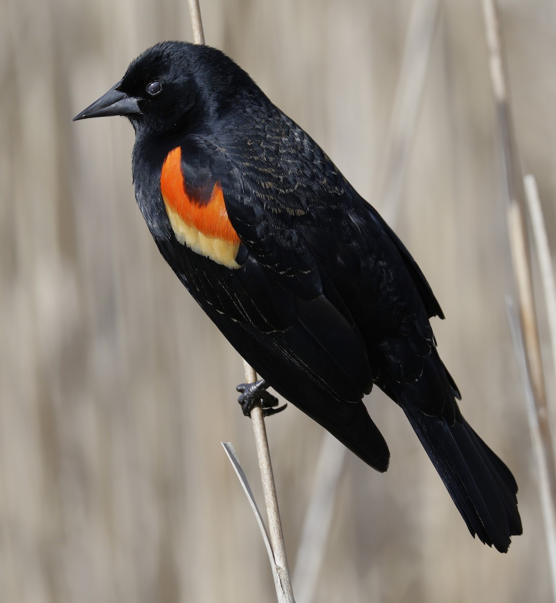 Red-winged Blackbird - ML652495054