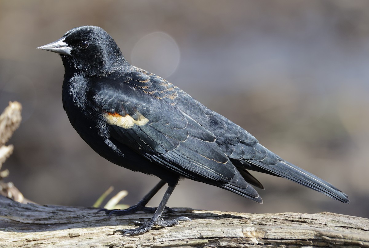 Red-winged Blackbird - ML652495055