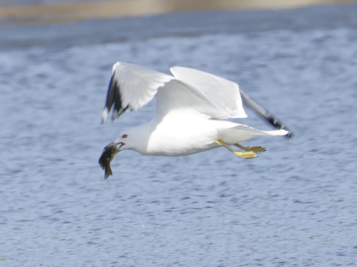 Delawareko kaioa - ML652495104