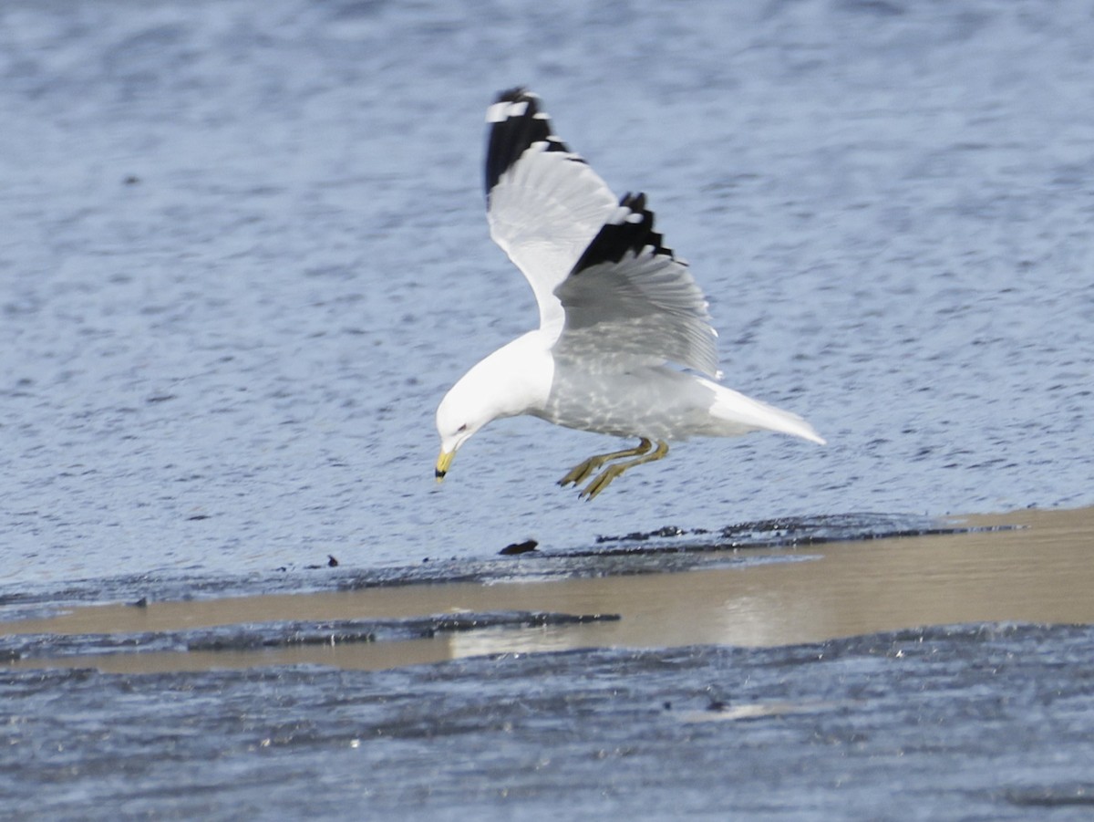 Delawareko kaioa - ML652495105