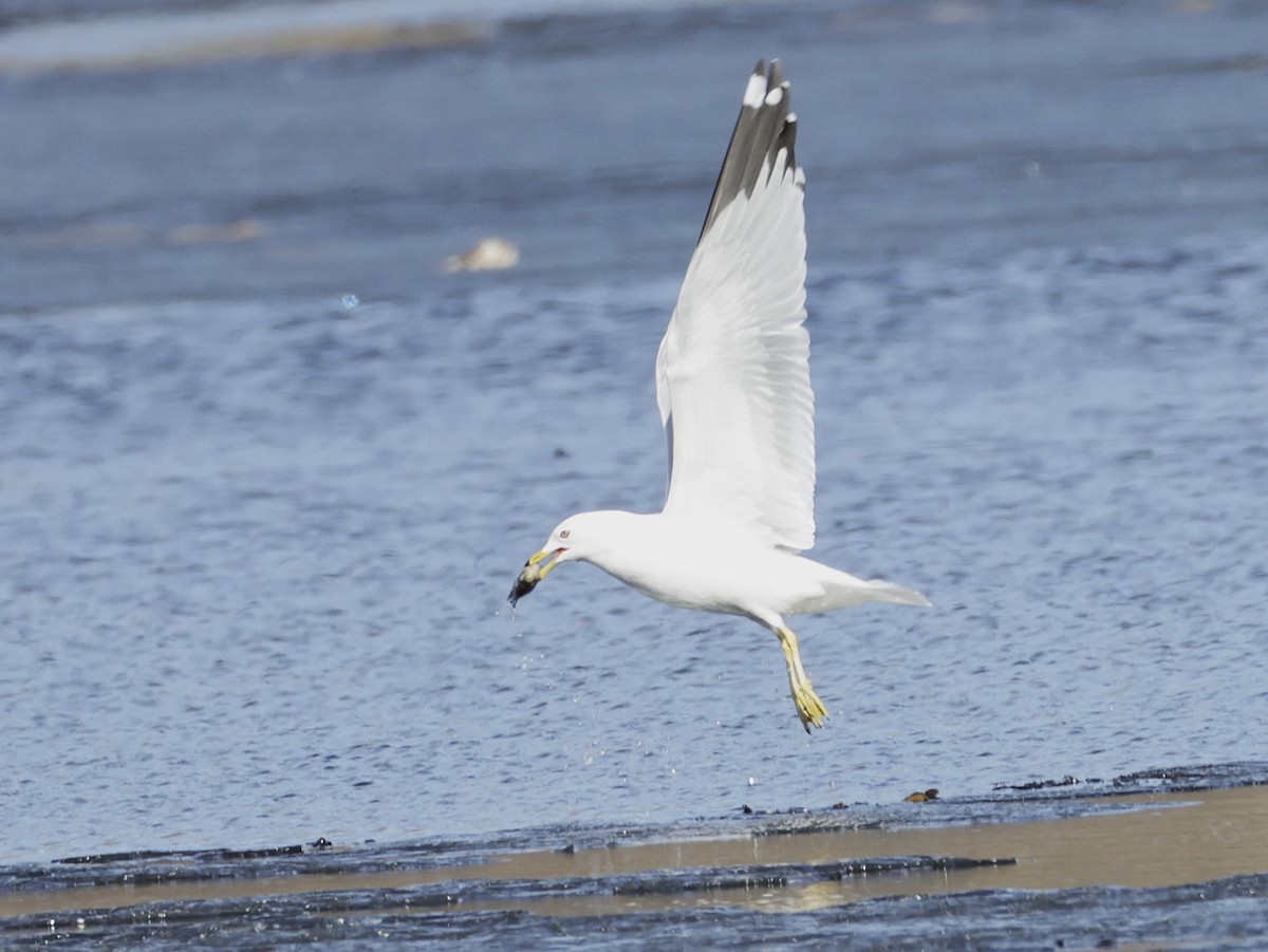 Delawareko kaioa - ML652495106