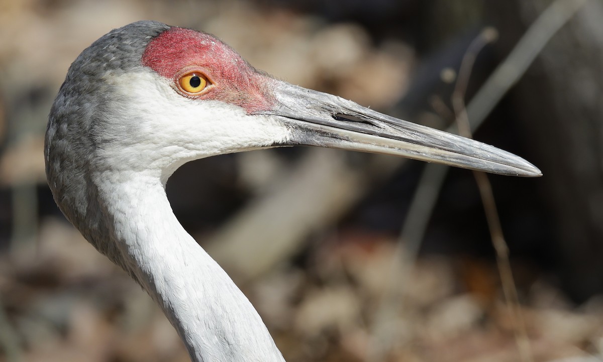 Kurrilo kanadarra - ML652495139