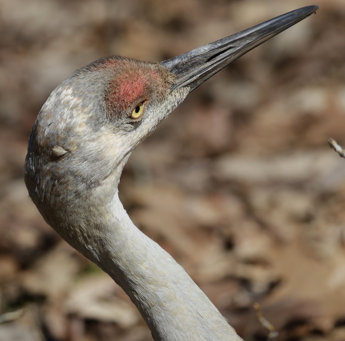 Kurrilo kanadarra - ML652495140