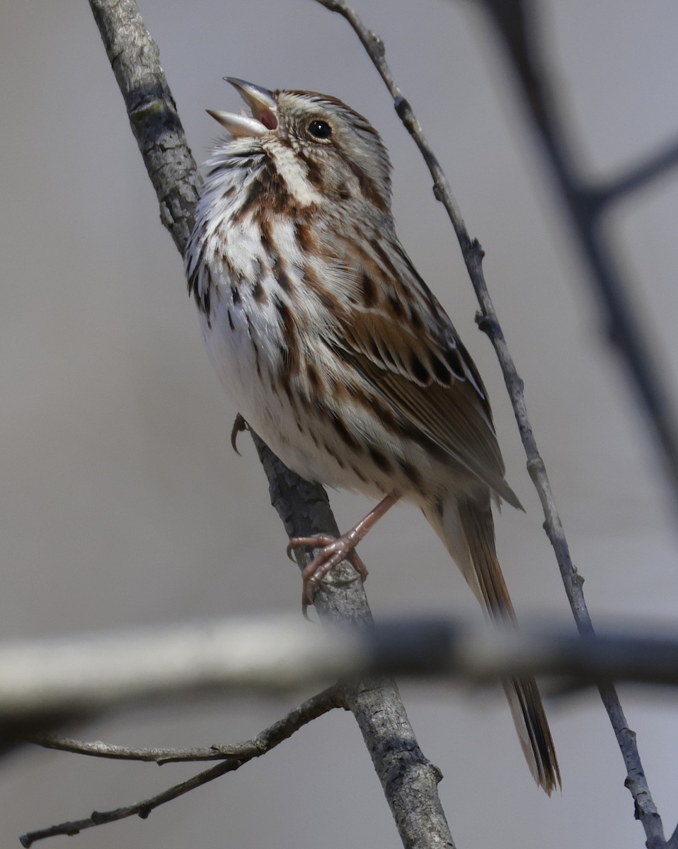 Song Sparrow - ML652495197