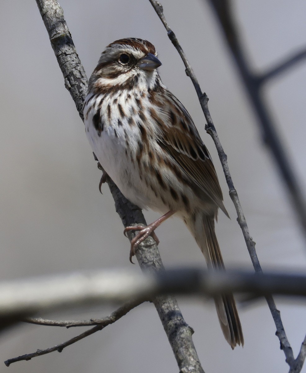 Song Sparrow - ML652495198