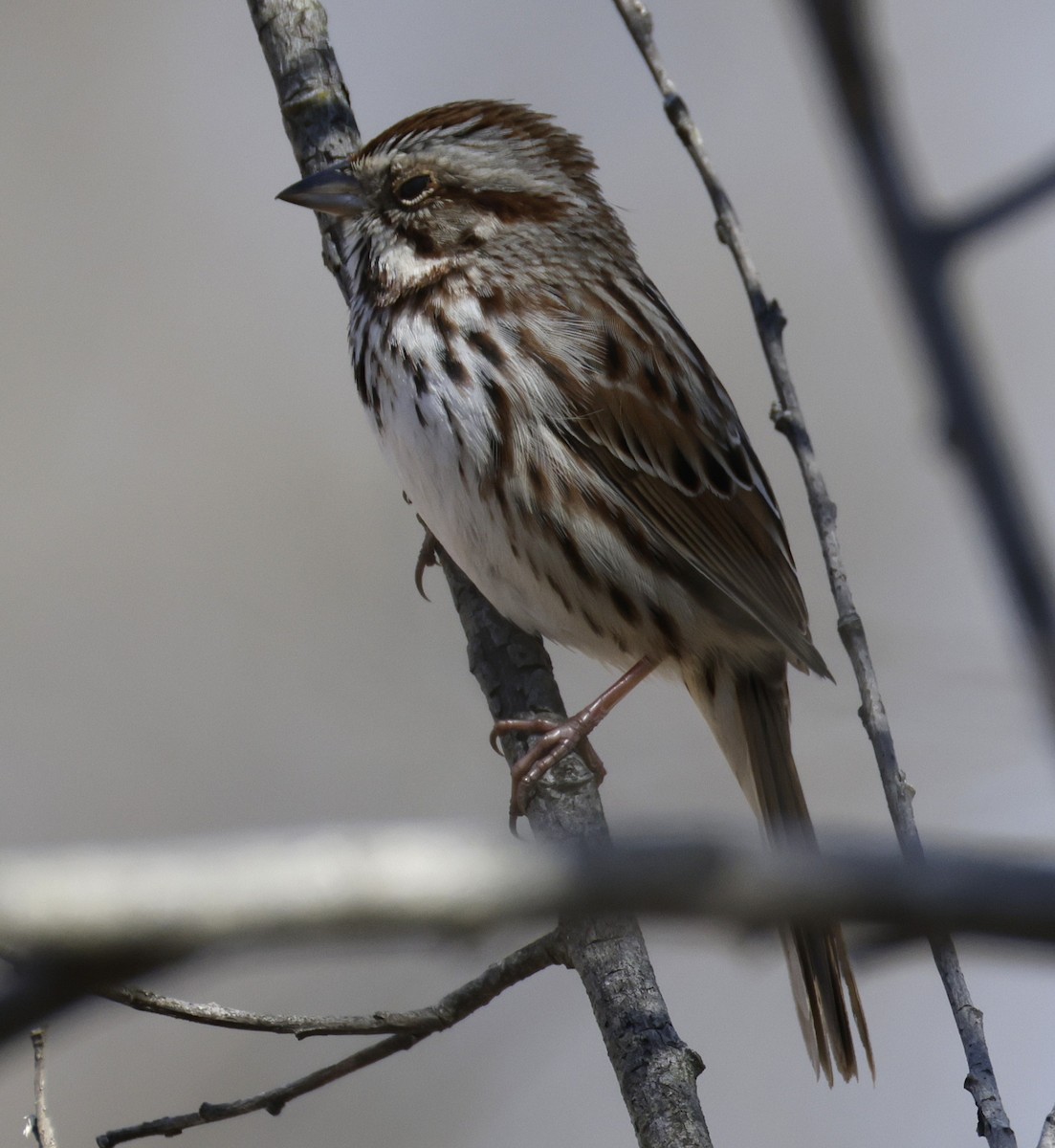 Song Sparrow - ML652495199
