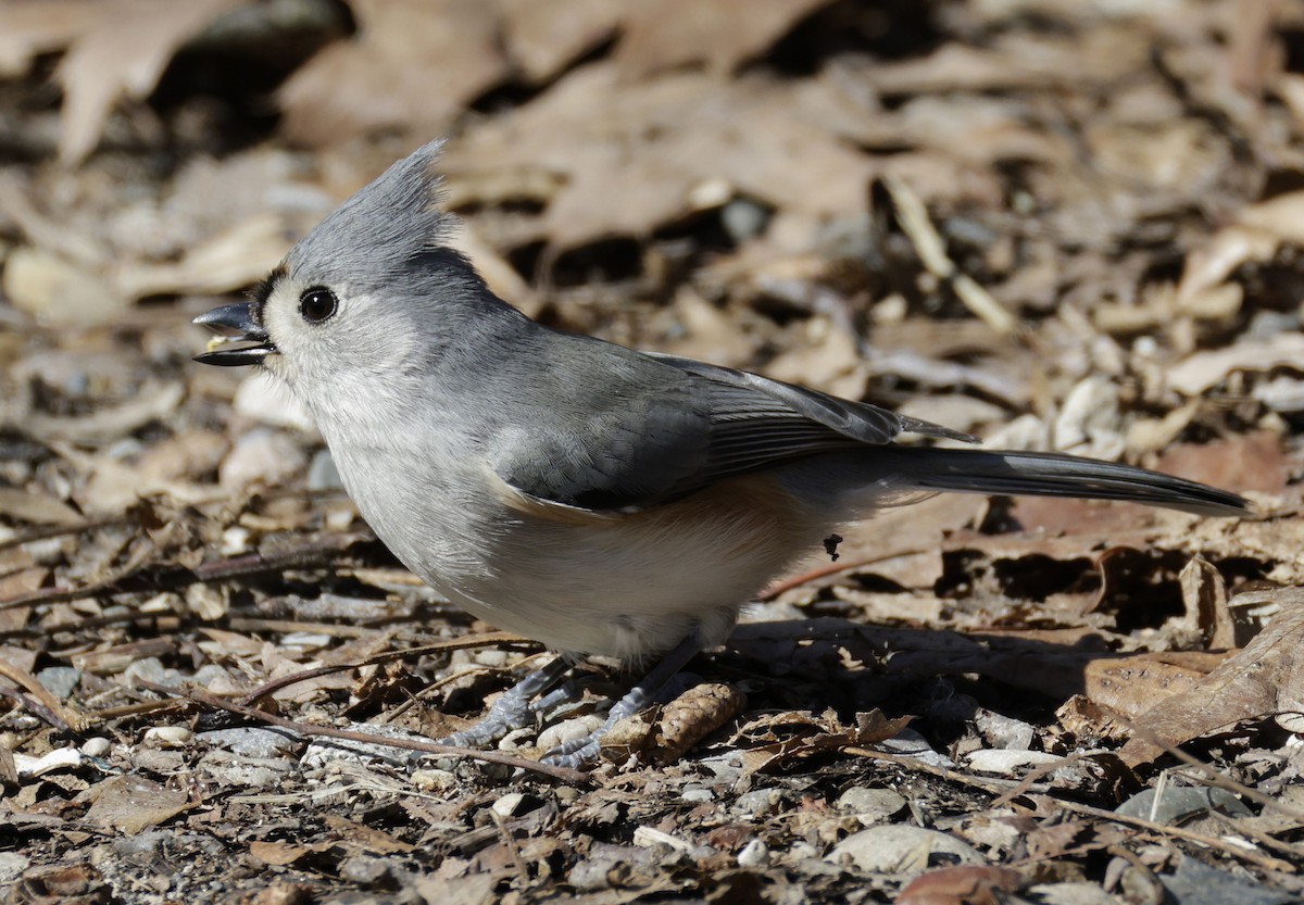 Tufted Titmouse - ML652495214