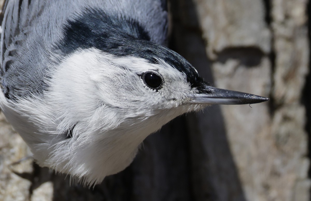 White-breasted Nuthatch - ML652495231