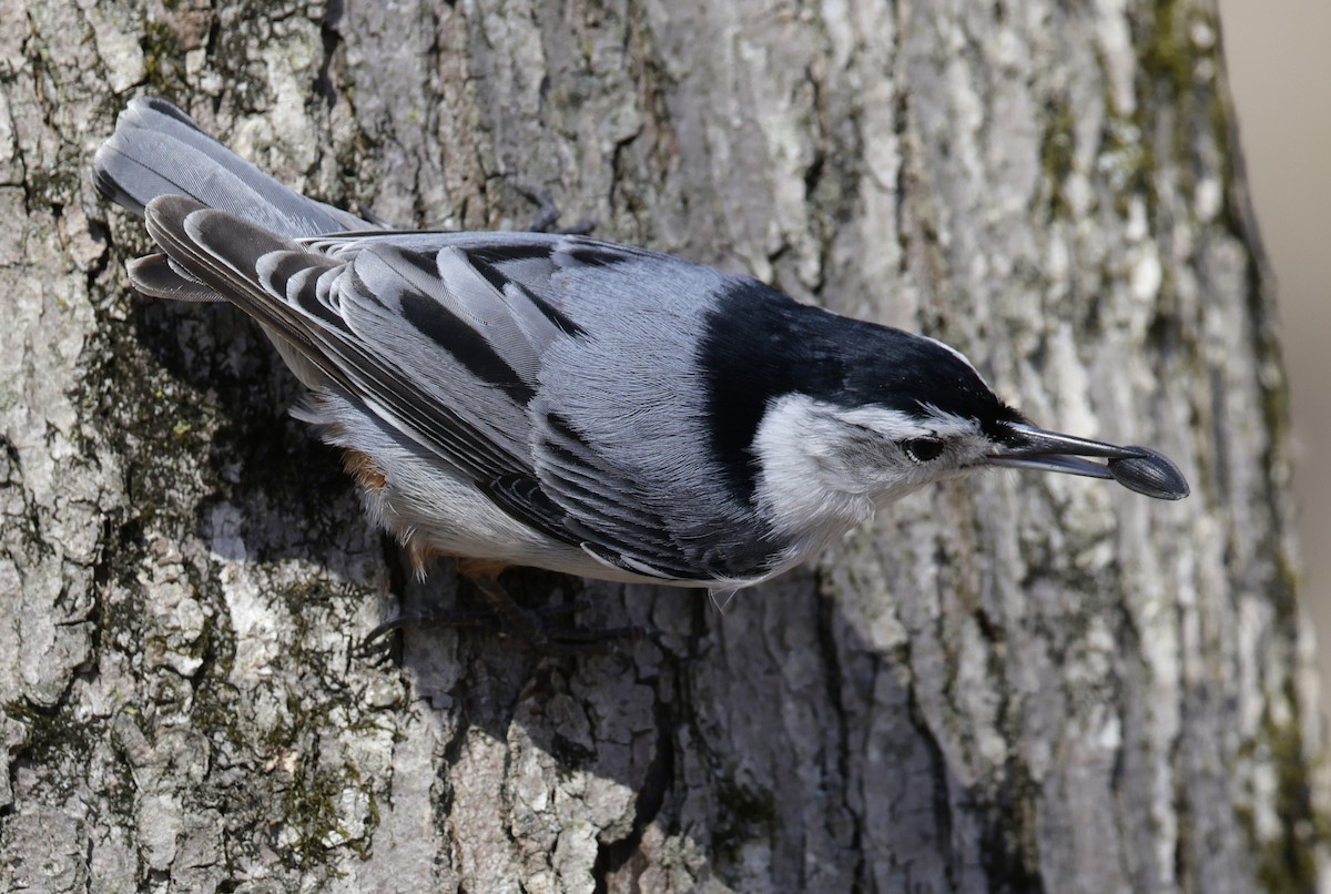 White-breasted Nuthatch - ML652495232