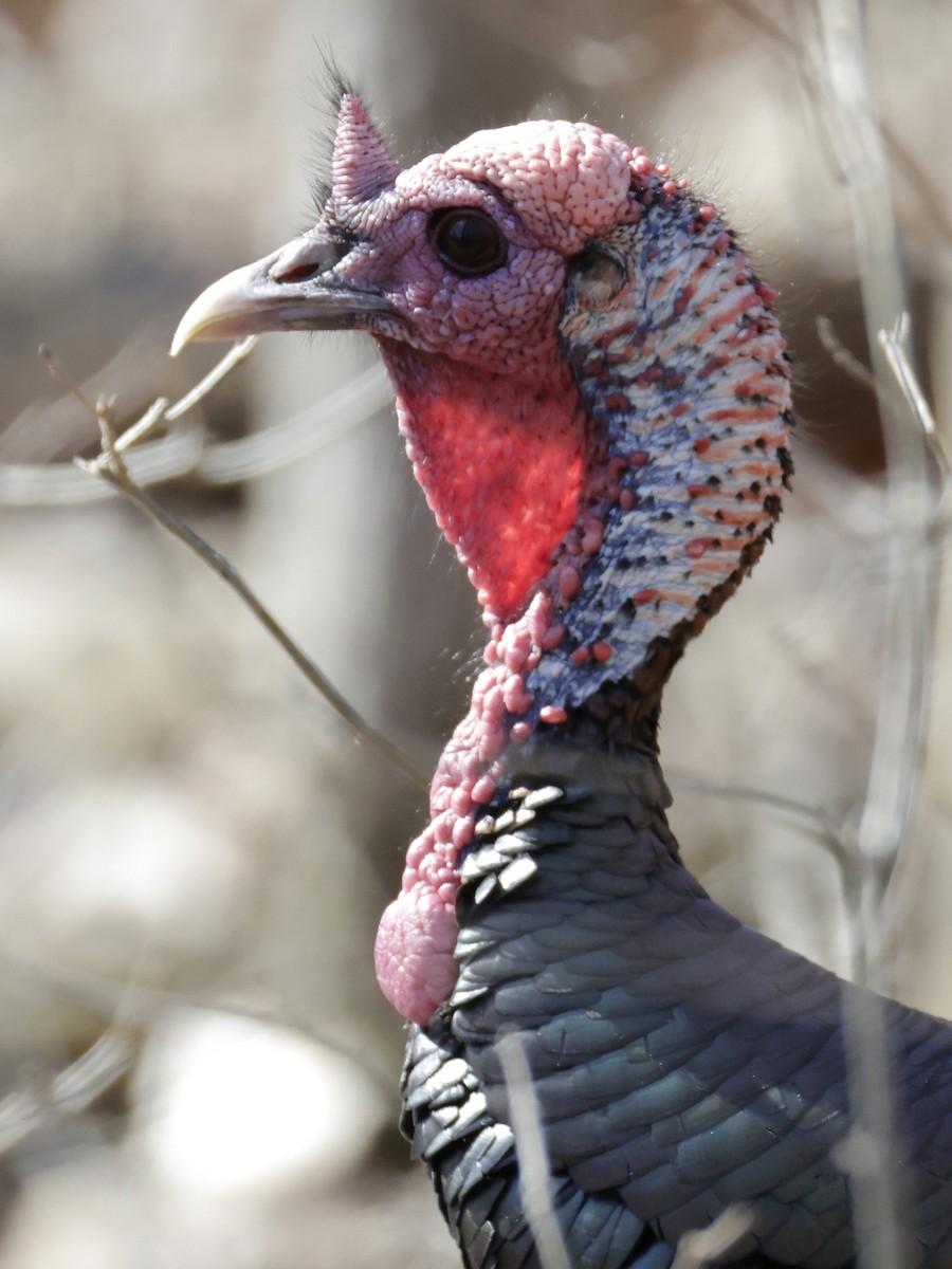 Indioilar arrunta - ML652495290