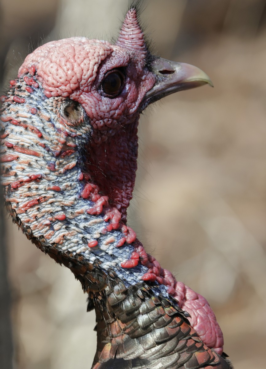 Indioilar arrunta - ML652495291