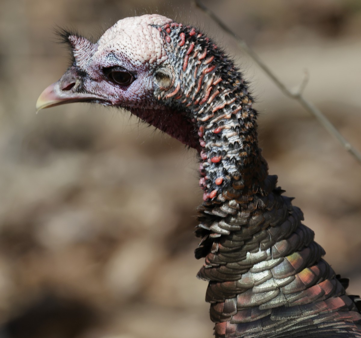 Indioilar arrunta - ML652495292