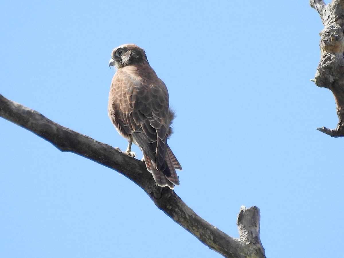 Habichtfalke - ML652495466