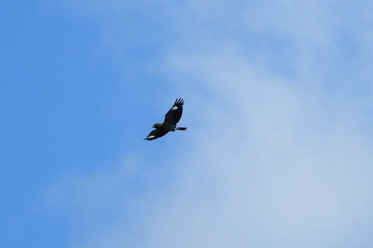 Türkisracke - ML652495506