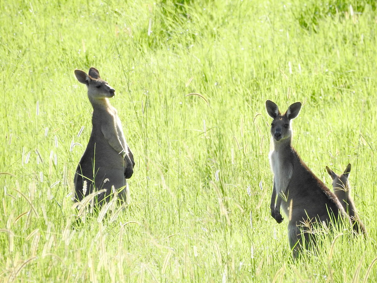 Östliches Graues Riesenkänguru - ML652495527
